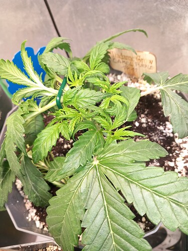 Growreport Bild 5
