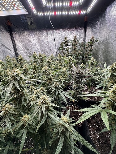 Growreport Bild 6