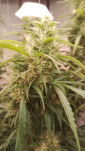 Growreport Bild 7
