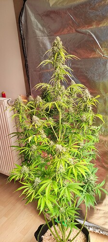 Growreport Bild 20