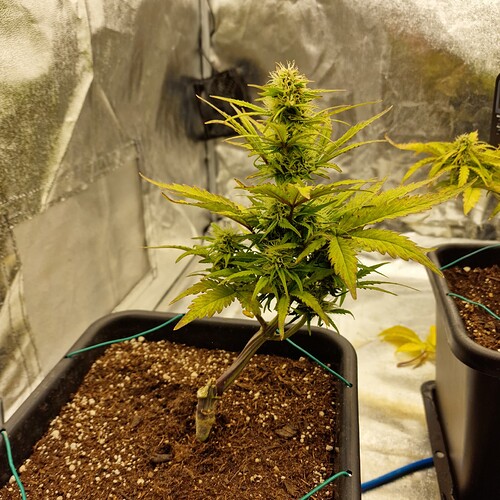 Growreport Bild 2