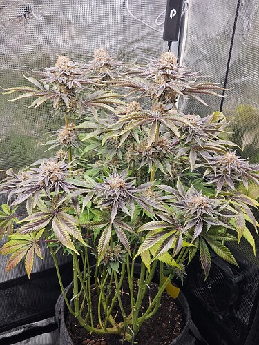 Growreport Bild 4
