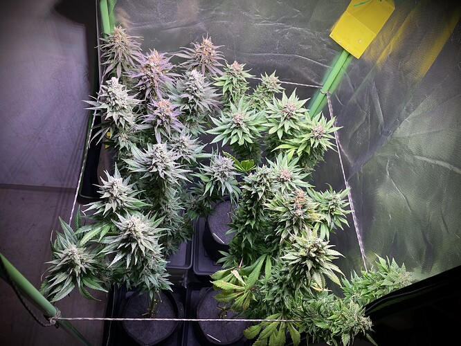 Growreport Bild 5