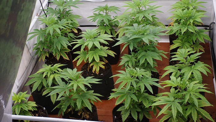 Growreport Bild 2