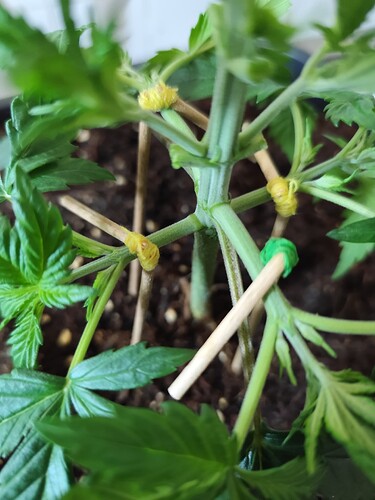Growreport Bild 7