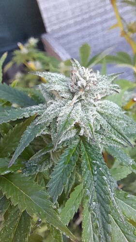 Growreport Bild 7