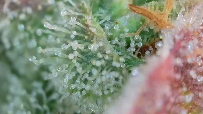 Growreport Bild 47