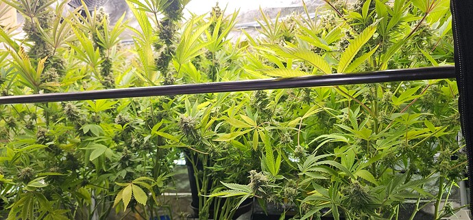 Growreport Bild 37