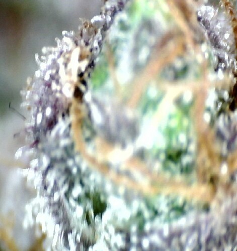 Growreport Bild 60