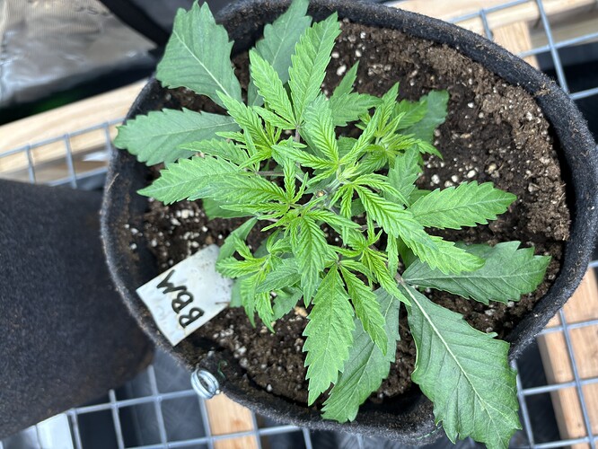 Growreport Bild 7