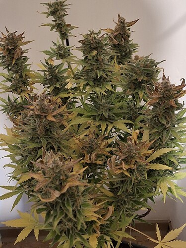 Growreport Bild 7