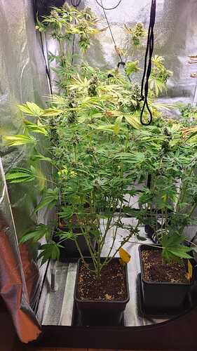 Growreport Bild 5
