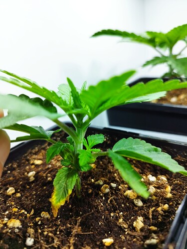 Growreport Bild 4