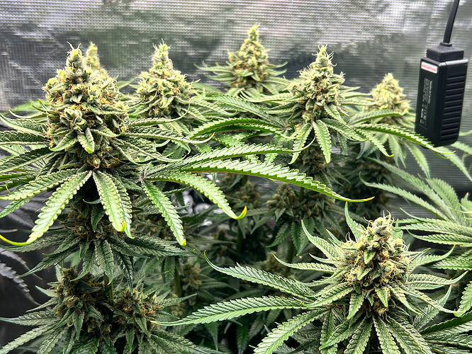 Growreport Bild 6