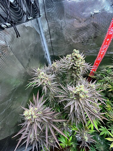 Eine blühende Cannabis-Pflanze in einem Grow-Zelt mit reflektierenden Wänden und einem Messband.