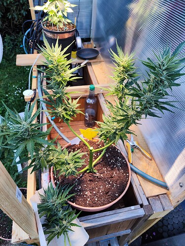 Growreport Bild 5
