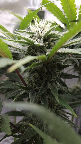 Growreport Bild 14