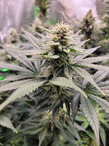 Growreport Bild 12