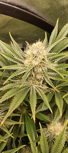 Growreport Bild 4