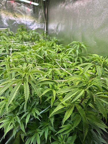 Growreport Bild 20