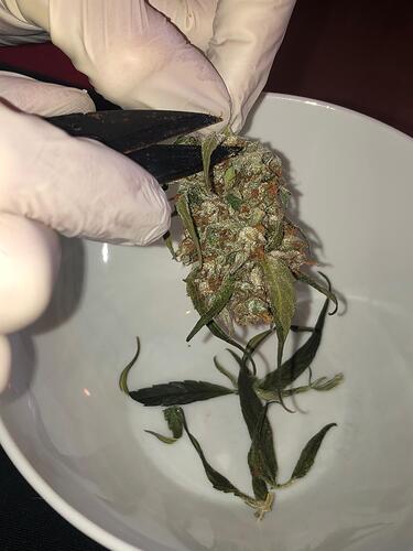 Growreport Bild 73