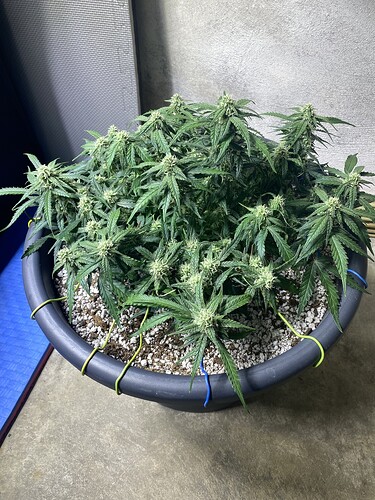 Growreport Bild 28