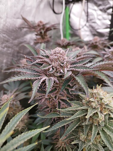 Growreport Bild 30