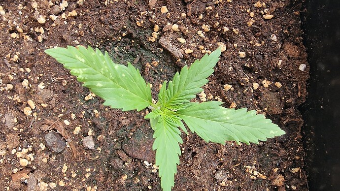 Growreport Bild 1