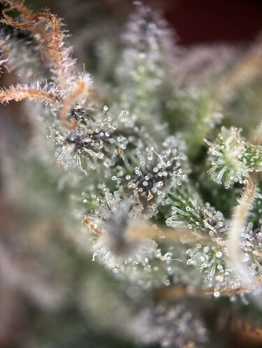 Growreport Bild 79