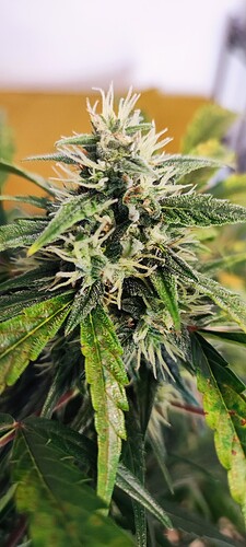 Growreport Bild 9