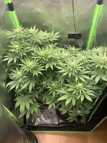 Growreport Bild 3
