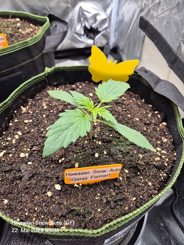 Growreport Bild 2