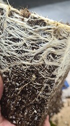 Growreport Bild 10