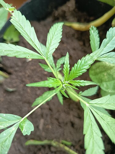 Growreport Bild 2