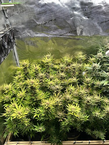 Mehrere blühende Cannabispflanzen in einer Growbox, die von oben beleuchtet werden.
