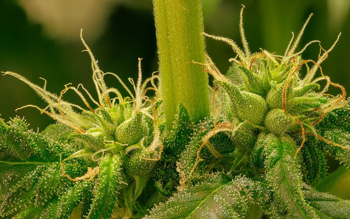 Growreport Bild 8