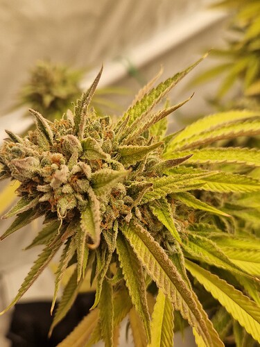 Growreport Bild 5