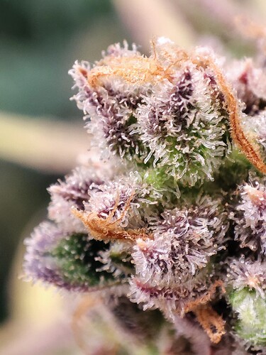 Growreport Bild 55