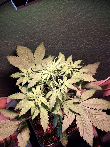 Growreport Bild 2