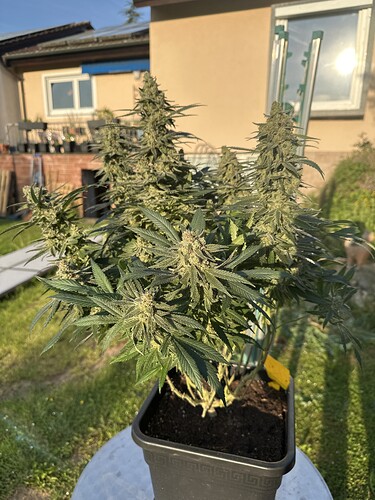 Growreport Bild 1