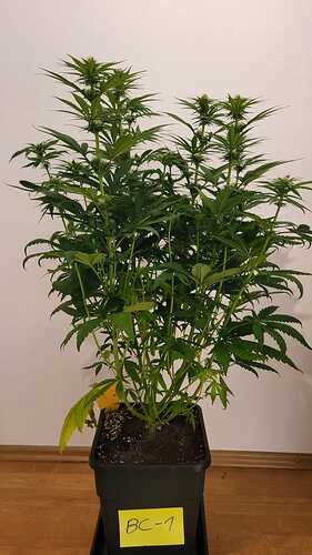 Growreport Bild 7