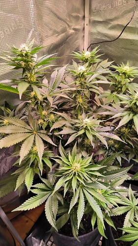 Growreport Bild 10