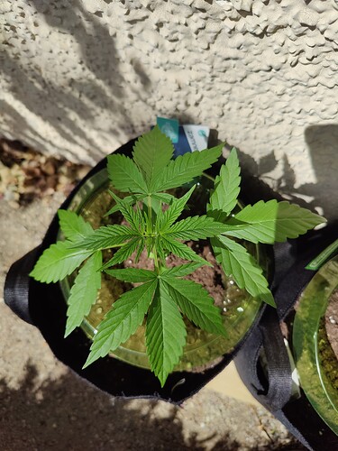 Growreport Bild 6