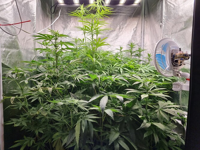 Mehrere junge Cannabis-Pflanzen in einem Zelt, die unter einer LED-Lampe wachsen. Ein Ventilator ist an der Seite montiert.