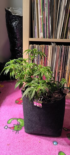 Growreport Bild 29