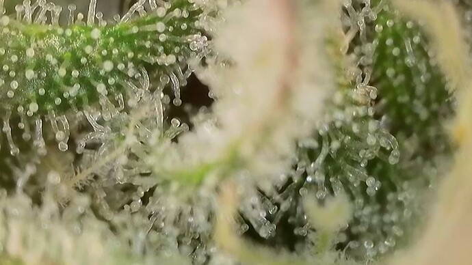Growreport Bild 15
