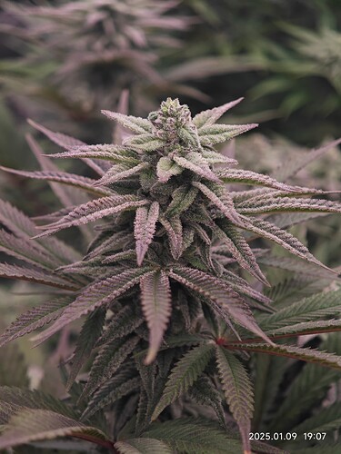 Growreport Bild 13