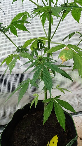 Growreport Bild 4