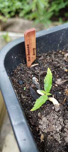 Growreport Bild 13
