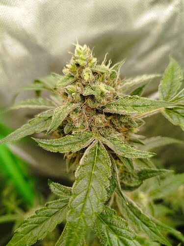 Eine Nahaufnahme eines Cannabis-Buds in der Blütephase, bedeckt mit Trichomen und mit orangefarbenen Stempeln.